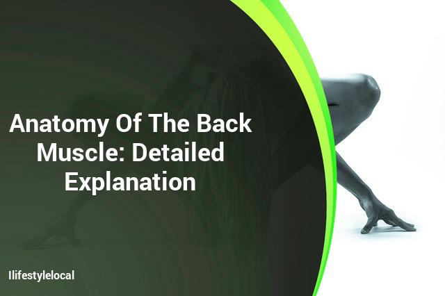 A detailed explanation of anatomy and the back muscle